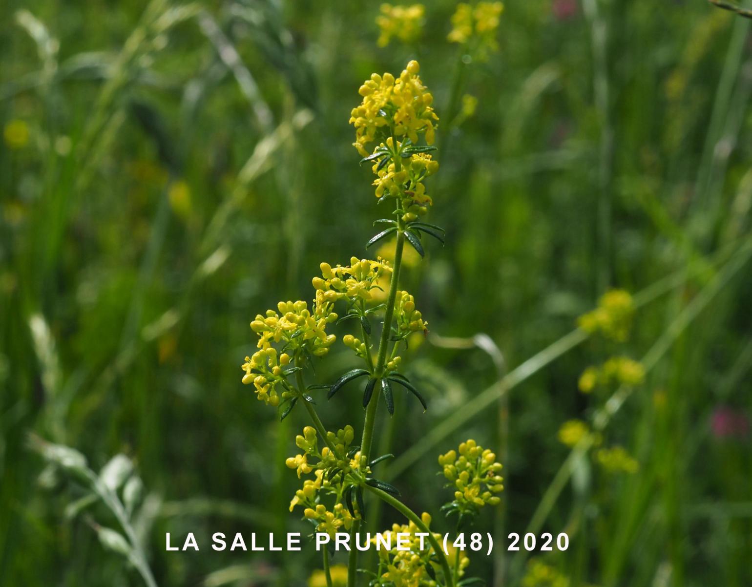 Bedstraw, Lady's